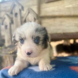 Clank (2800) - White merle male American Corgi puppy in Valley, Washington from Corgis of the Mountain Valley