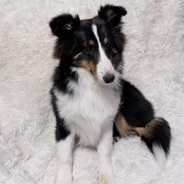 Male 3 - Tres - Black white and tan male Shetland Sheepdog puppy in Hobbs, New Mexico from Kailyn Shelties