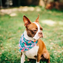 Sperri - Boston Terrier