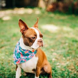 Sperri - Boston Terrier