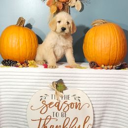 Celebration - Cream male Labradoodle puppy in Gainesboro, Tennessee from Family Tradition