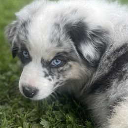Australian Shepherd Puppies from Bedtime Story Australian Shepherds
