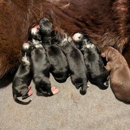 2 - Panda male German Shepherd puppy in Garrett, Indiana from Devil-Dog Shepherds
