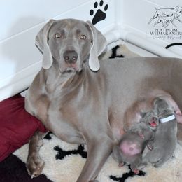 Weimaraner Puppies from Platinum Weimaraners