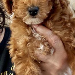 Poodle Puppies from Wanda Burton