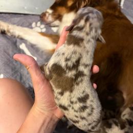 Cass - Red merle female Australian Shepherd puppy in Frostproof, Florida from Central Florida Australian Shepherds