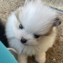 Pomeranians from Dana's Pomeranians