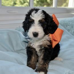 Bernedoodle and Goldendoodle Puppies from Above and Beyond Standards