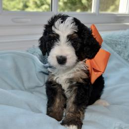 Bernedoodle and Goldendoodle Puppies from Above and Beyond Standards