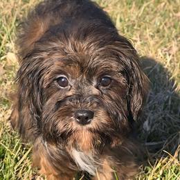 Lolly - Sable female Cavapoo puppy in Lebanon, Kentucky from Mosaic Merle Doodles