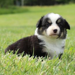 Jenny - Black and tan female Pembroke Welsh Corgi puppy in St. Charles, Iowa from Kim Boyle's Pembroke Welsh Corgis