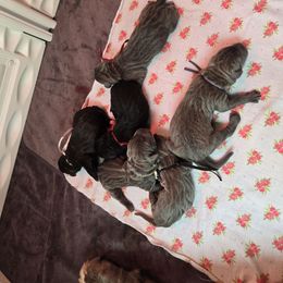Blue Collar: Male - Gray brindle male Cane Corso puppy in St. Cloud, Florida from Magical Creature Cane Corso