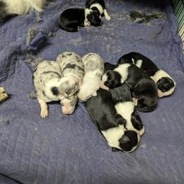 Australian Shepherd and Great Dane Puppies from AEW Farm