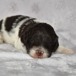 Polly - Parti female Goldendoodle puppy in Macedon, New York from Toodles Goldendoodles