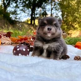 Jet - Blue male Pomeranian puppy in Atlanta, Georgia from Merle Paws Pomeranians