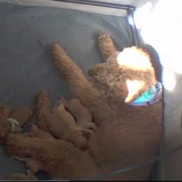 Girl 4 - Goldendoodle puppy in New Jersey from Galactic Love puppies