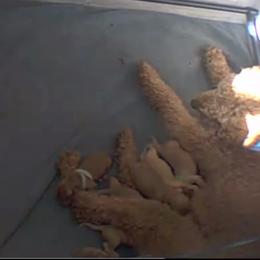 Girl 4 - Goldendoodle puppy in New Jersey from Galactic Love puppies