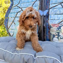 Josie Joy(Guardian Home Opportunity) - Red  female Goldendoodle puppy in Valdosta, Georgia from Designer Doodles of South GA