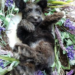 Miniature Schnauzer Puppies from Halo Schnauzer