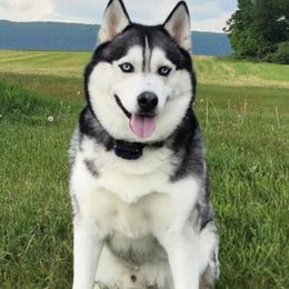 Siberian Huskies from Furever Huskies