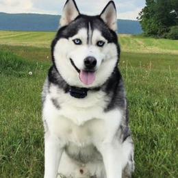 Siberian Huskies from Furever Huskies