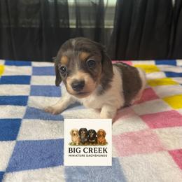 Fern - Piebald female Dachshund puppy in Durant, Oklahoma from Big Creek Mini Dachshund