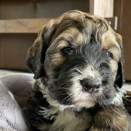 Bernedoodles and Bernese Mountain Dogs from Central Washington doodles