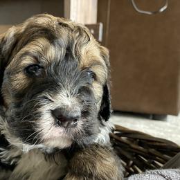 Bernedoodles and Bernese Mountain Dogs from Central Washington doodles