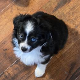 Sadie - Black tri female Toy Australian Shepherd puppy in Ionia, Iowa from Sapphire Stables