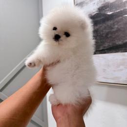 Mulan - White female Pomeranian puppy in Las Vegas, Nevada from Ice City Pomeranians