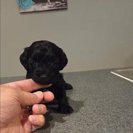 Shadow - Black female Maltipoo puppy in Everett, Washington from Meadows Ranch
