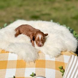 Tala - Red female Dachshund puppy in Salters, South Carolina from Long-Pine Dachshund
