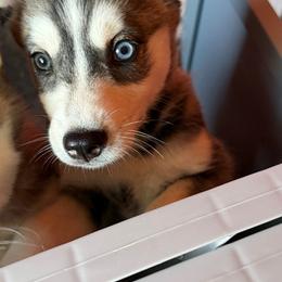 Pomeranian and Siberian Husky Puppies from Oasis Kennels