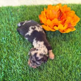 Dapple female 4500 - Dapple female Dachshund puppy in Apopka, Florida from The HotDog Stand