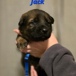 Jack - Sable male German Shepherd puppy in Ratcliff, Arkansas from Ridgeline Shepherds