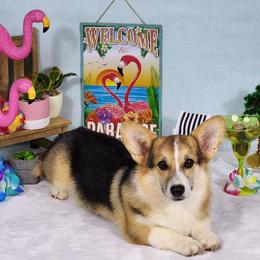 Tucker - Pembroke Welsh Corgi
