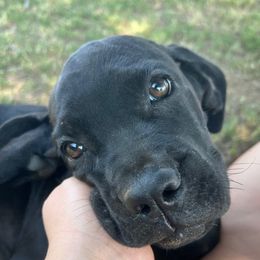 Tiana - AKC - Black female Cane Corso puppy in Denton, Texas from Raising Kane Corso’s