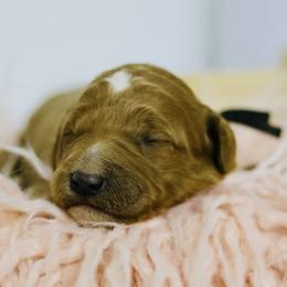 Mickey - Red  male Goldendoodle puppy in Fort Collins, Colorado from Front Range Family Doodles
