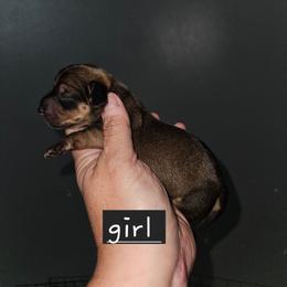 G3 - Wild boar female Dachshund puppy in Lansing, Michigan from Black Thunder 517 Dachshunds and frenchies