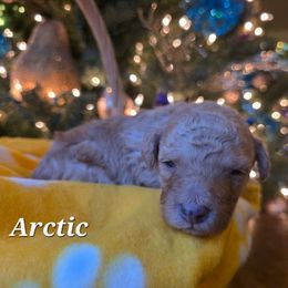 Arctic - Red  male Poodle puppy in Blackfoot, Idaho from Draper Mountain Doodles