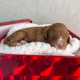 Max - Red  male Goldendoodle puppy in Warsaw, Ohio from Lovabledoodles