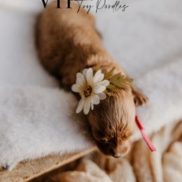 Girl 2 - Red  Poodle puppy in Las Vegas, Nevada from Vegas Toy Poodles