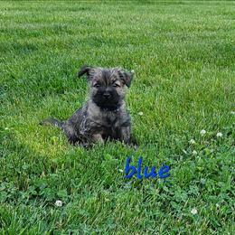 Boy blue - Cream brindle male Cairn Terrier puppy in Lore City, Ohio from Loves Kennel
