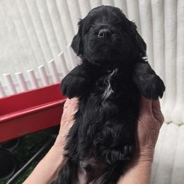 Buster - Black and white male Bernedoodle puppy in Boaz, Alabama from Lovin' Doodles