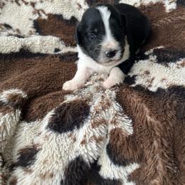 Folly - Black tri-color male Aussiedoodle puppy in Cleveland, Tennessee from C&S Kennels