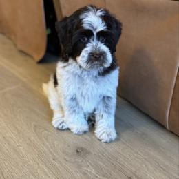 Oakley - Chocolate male Australian Labradoodle puppy in Nashville, Tennessee from SF Australian Labradoodles