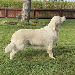 Izzy - Golden Retriever
