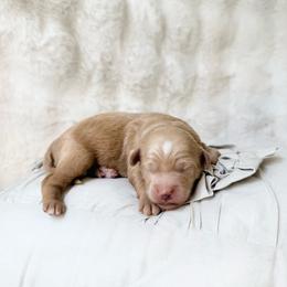 Rocket - Cream male Goldendoodle puppy in Evans, Georgia from Have-a-Doodle Hill