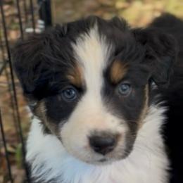 Liberty - Black tri-color female Australian Shepherd puppy in Morrow, Ohio from OakHaven Acres Aussies