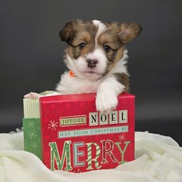 Morty(Tsunami) - Sable male Pembroke Welsh Corgi puppy in Dickeyville, Wisconsin from J&R Shepherds & Corgis